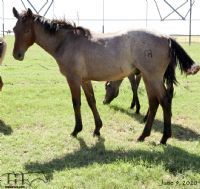 Annabone's 2019 bay roan colt